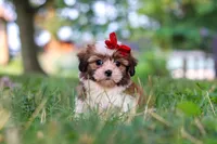 Coco, a female Shih Tzu for sale in Baltic, OH – 1 of 9