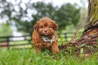 Waffles, a male Shihpoo for sale in Baltic, OH – 2 of 6