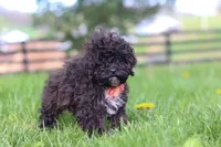 Iris, a male Poodle - Miniature  for sale in Baltic, OH – Photo 4 of 5