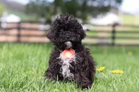Iris, a male Poodle - Miniature  for sale in Baltic, OH – Photo 1 of 5