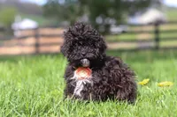 Iris, a male Poodle - Miniature  for sale in Baltic, OH – Photo 2 of 5