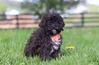 Iris, a male Poodle - Miniature  for sale in Baltic, OH – Photo 3 of 5