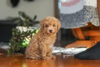 Chloe , a female Poodle - Miniature  for sale in Baltic, OH – 7 of 8