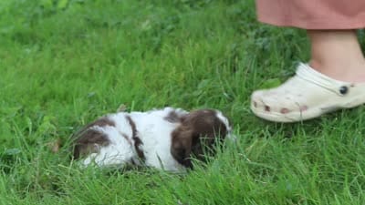 Ace, a male Cockapoo for sale in Baltic, OH – 7 of 7