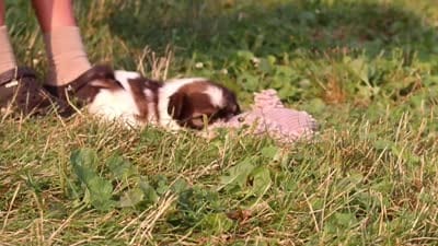 Rosie, a female Shih Tzu for sale in Baltic, OH – 10 of 10