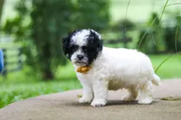 Bentley, a male Shihpoo for sale in Baltic, OH – 2 of 8