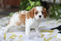 Wilow, a female Cavalier King Charles Spaniel for sale in Baltic, OH – Photo 8 of 8