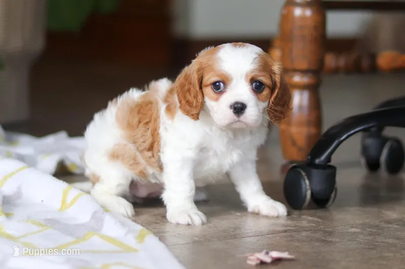 Wilow – Cavalier King Charles Spaniel puppy on hold in Baltic, OH
