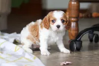 Wilow, a female Cavalier King Charles Spaniel for sale in Baltic, OH – Photo 1 of 8