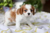 Wilow, a female Cavalier King Charles Spaniel for sale in Baltic, OH – Photo 3 of 8