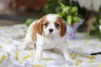 Wilow, a female Cavalier King Charles Spaniel for sale in Baltic, OH – Photo 7 of 8