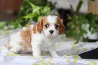 Wilow, a female Cavalier King Charles Spaniel for sale in Baltic, OH – Photo 5 of 8