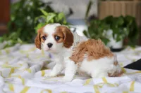Wilow, a female Cavalier King Charles Spaniel for sale in Baltic, OH – Photo 6 of 8