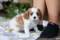 Wilow, a female Cavalier King Charles Spaniel for sale in Baltic, OH – Photo 4 of 8