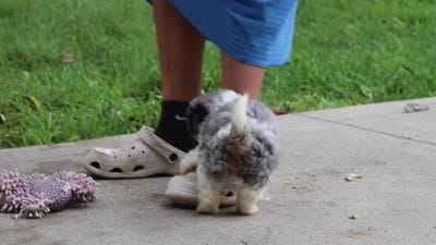 Scout, a male Shihpoo for sale in Baltic, OH – 7 of 7