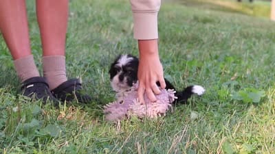 Ray, a male Shih Tzu for sale in Baltic, OH – 5 of 5