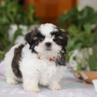 Kyle, a male Shih Tzu for sale in Baltic, OH – Photo 2 of 6