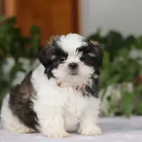 Kyle, a male Shih Tzu for sale in Baltic, OH – Photo 4 of 6