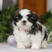 Kyle, a male Shih Tzu for sale in Baltic, OH – Photo 3 of 6