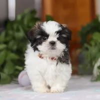 Kyle, a male Shih Tzu for sale in Baltic, OH – Photo 1 of 6