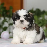 Kyle, a male Shih Tzu for sale in Baltic, OH – Photo 6 of 6