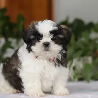 Kyle, a male Shih Tzu for sale in Baltic, OH – Photo 5 of 6