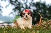 Honey, a female Shih Tzu for sale in Baltic, OH – 5 of 6