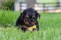 Luca, a male Yorkshire Terrier for sale in Baltic, OH – 6 of 7