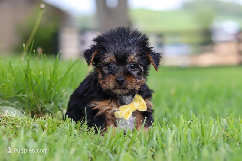 Luca, a male Yorkshire Terrier for sale in Baltic, OH – 1 of 7