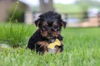 Luca, a male Yorkshire Terrier for sale in Baltic, OH – 1 of 7