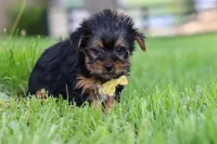 Luca, a male Yorkshire Terrier for sale in Baltic, OH – 7 of 7