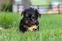 Luca, a male Yorkshire Terrier for sale in Baltic, OH – 3 of 7
