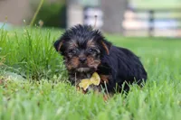Luca, a male Yorkshire Terrier for sale in Baltic, OH – 2 of 7