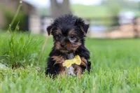 Luca, a male Yorkshire Terrier for sale in Baltic, OH – 4 of 7
