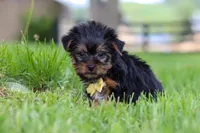 Luca, a male Yorkshire Terrier for sale in Baltic, OH – 5 of 7
