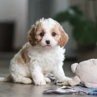 Ava, a female Cavapoo for sale in Baltic, OH – Photo 6 of 7