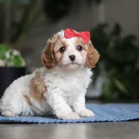 Ava, a female Cavapoo for sale in Baltic, OH – Photo 2 of 7