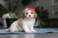 Ava, a female Cavapoo for sale in Baltic, OH – Photo 2 of 7