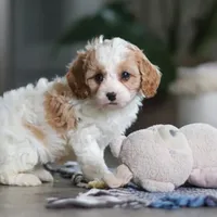 Ava, a female Cavapoo for sale in Baltic, OH – Photo 5 of 7