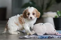 Ava, a female Cavapoo for sale in Baltic, OH – Photo 5 of 7