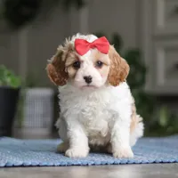 Ava, a female Cavapoo for sale in Baltic, OH – Photo 1 of 7