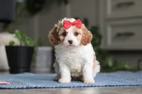 Ava, a female Cavapoo for sale in Baltic, OH – Photo 1 of 7