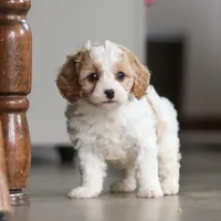 Ava, a female Cavapoo for sale in Baltic, OH – Photo 7 of 7
