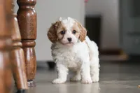 Ava, a female Cavapoo for sale in Baltic, OH – Photo 7 of 7