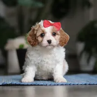 Ava, a female Cavapoo for sale in Baltic, OH – Photo 3 of 7