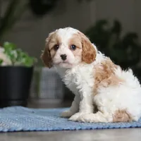 Ava, a female Cavapoo for sale in Baltic, OH – Photo 4 of 7