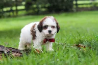 Charlie, a male Shihpoo for sale in Baltic, OH – 5 of 6