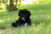 Layla, a female Shih Tzu for sale in Baltic, OH – 7 of 8