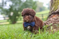Arlo, a male Havanese for sale in Baltic, OH – 6 of 8