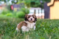 Coco, a female Shih Tzu for sale in Baltic, OH – 5 of 9